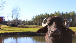Primer plano de una vaca negra con cuernos en un entorno rural, con un estanque y árboles al fondo.
