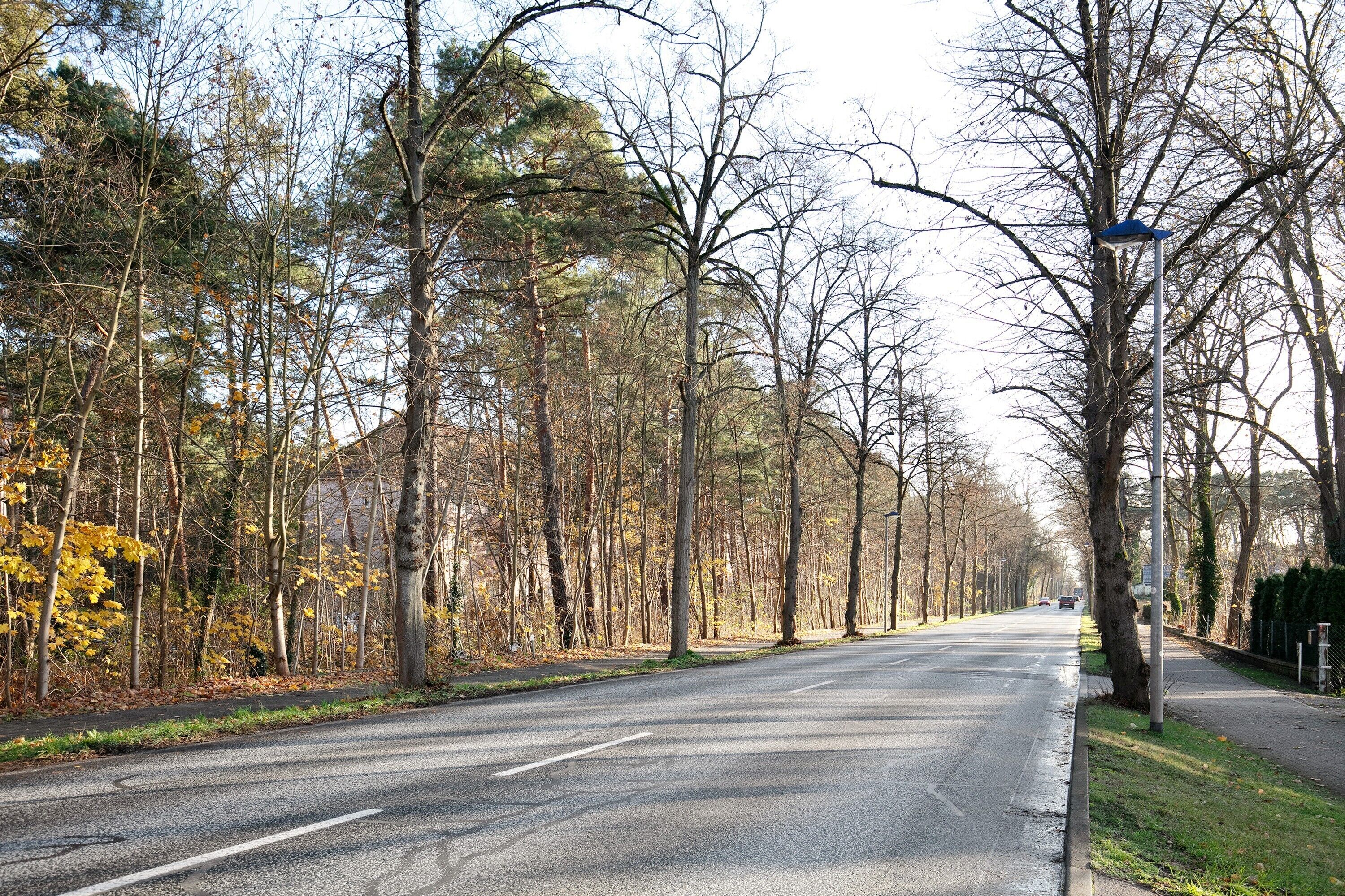 A tree-lined road with a sidewalk and street lamps.