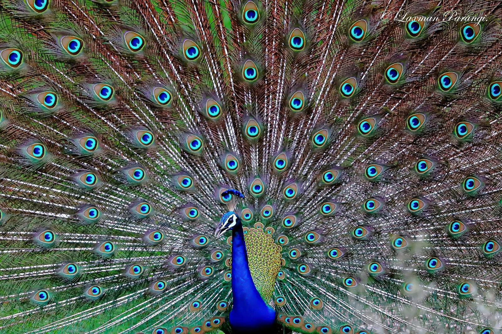 A peacock with a vibrant blue neck and a full display of colorful tail feathers.