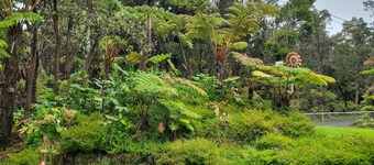 Experience Tranquility in a Spacious 3-Bedroom Surrounded by Hawaiian Forest