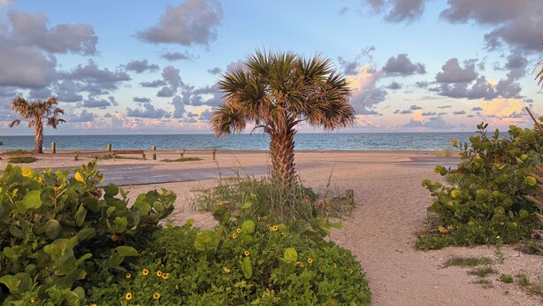 A beach path with palm trees and sunflowers, leading to the ocean.