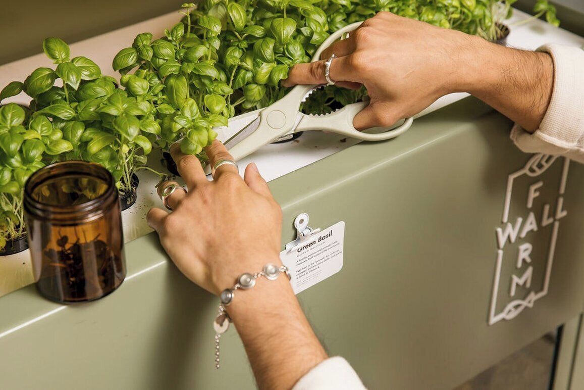 A person trimming basil plants on a counter with a label that reads 'Green Basil.'