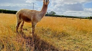 Un lama se tient dans un champ, sous un ciel dégagé parsemé de quelques nuages.