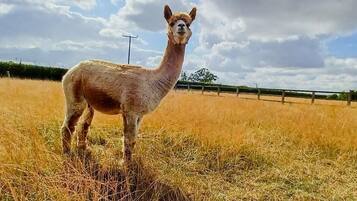 Cabin | Property grounds