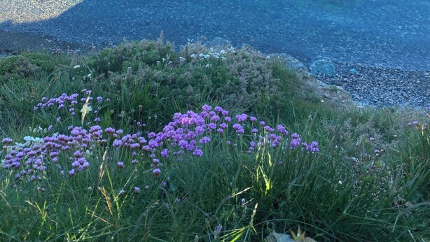 A coastal landscape with clear blue sea, rocky shoreline, and purple flowers in the foreground. - Original Vintage Spirit Alpine Caravan Anglesey (Holyhead)
