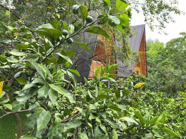 A lush garden with dense foliage and a modern building structure in the background. - Kvirike Gardens (Kobuleti)