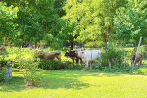 Een landelijke boerderij met koeien die grazen in een omheind gebied, omgeven door bomen en groen.