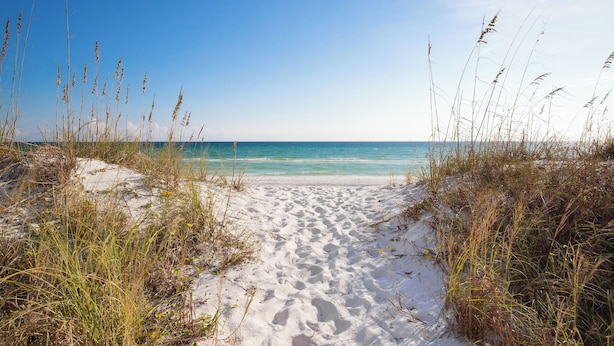 A sandy beach path leading to the ocean with tall grasses on either side. - Spacious New Home in Blue Mountain Beach (Santa Rosa Beach)