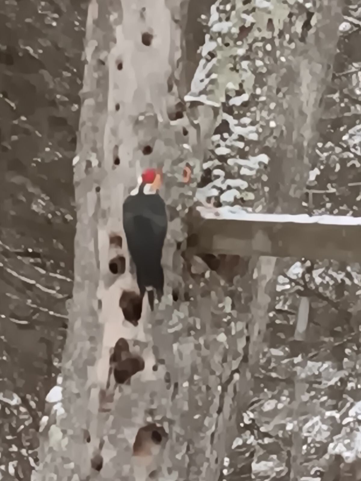 Un ave posada sobre una estructura de madera con varios agujeros, rodeada de árboles cubiertos de nieve.
