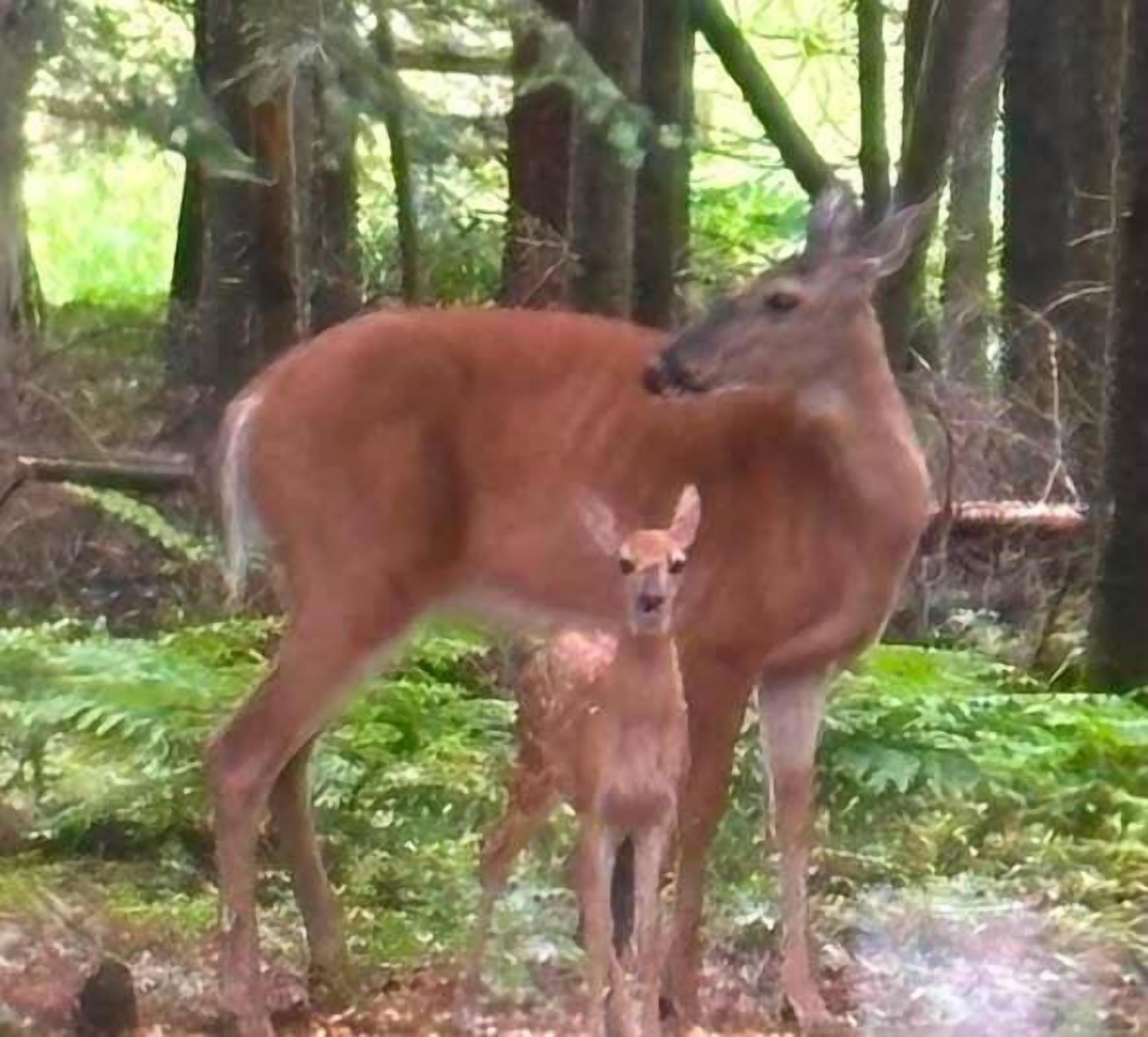 A forest with a deer and its fawn.