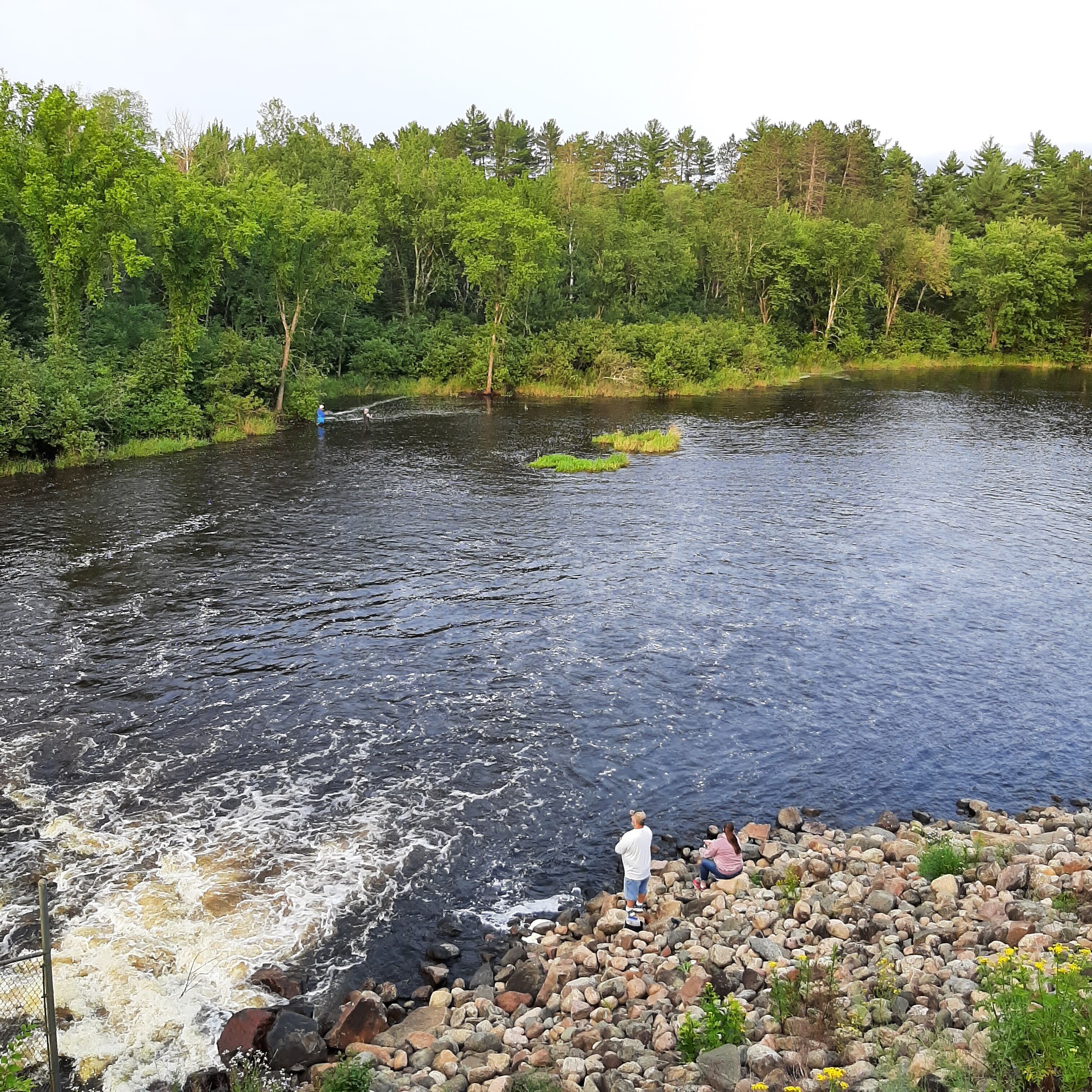 A river with a rocky shore and dense greenery in the background.