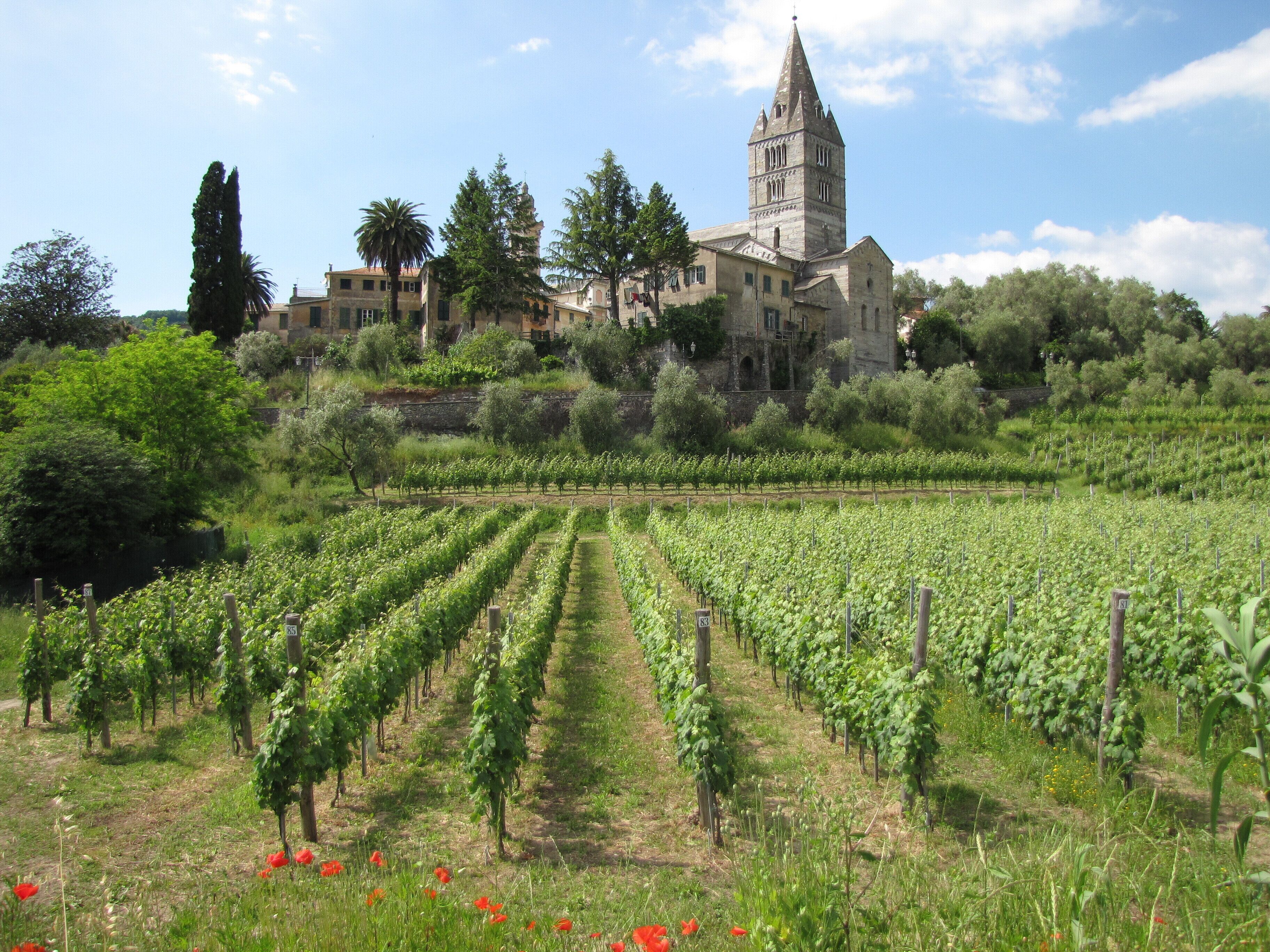 Un vignoble avec des rangées de vignes et un bâtiment historique, avec une tour en arrière-plan.