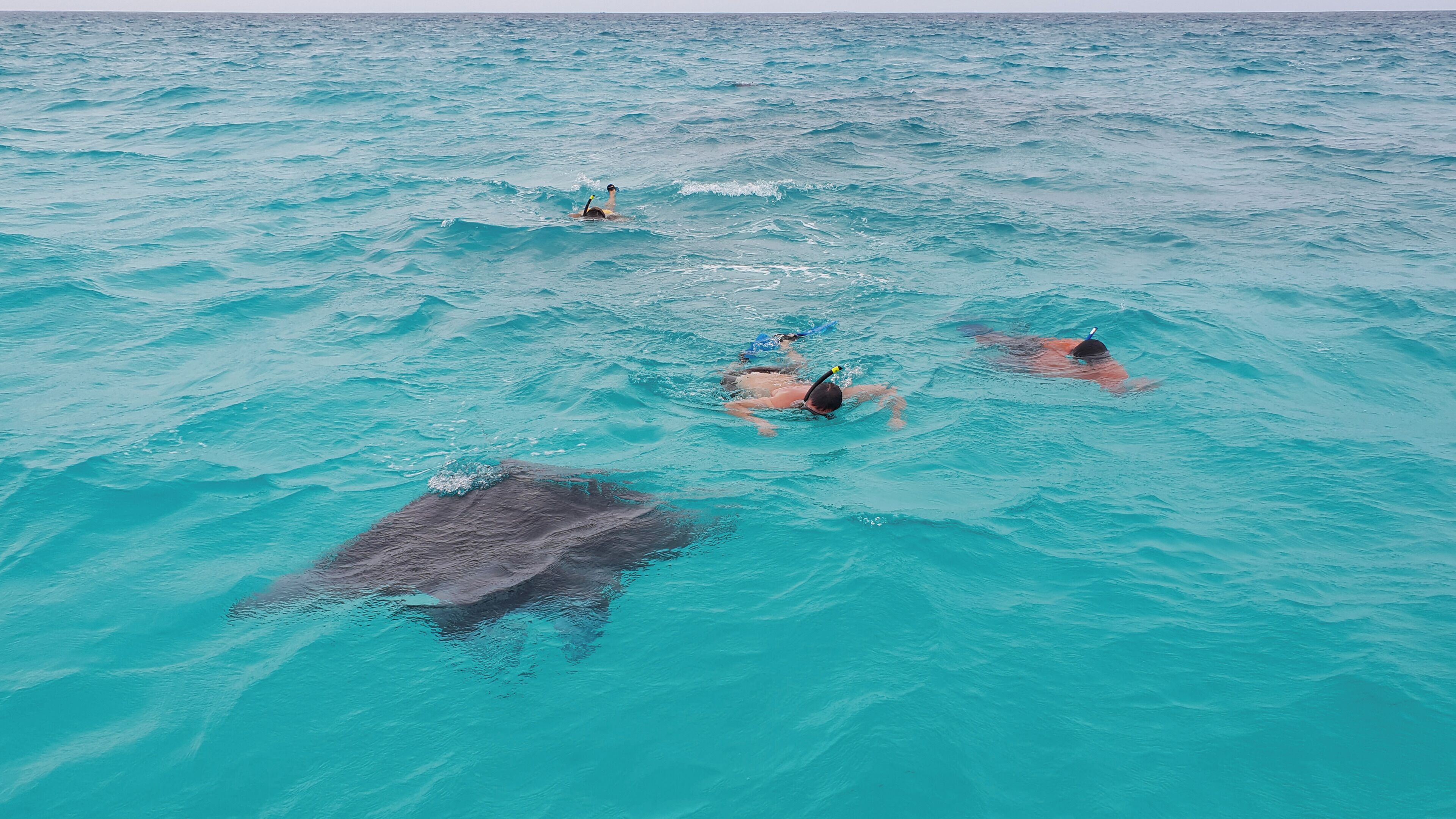 A group of people snorkeling in turquoise water, with a large shark visible in the foreground.