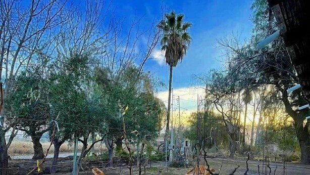 Un espacio al aire libre rústico con un banco de madera, una palmera y un camino de tierra.