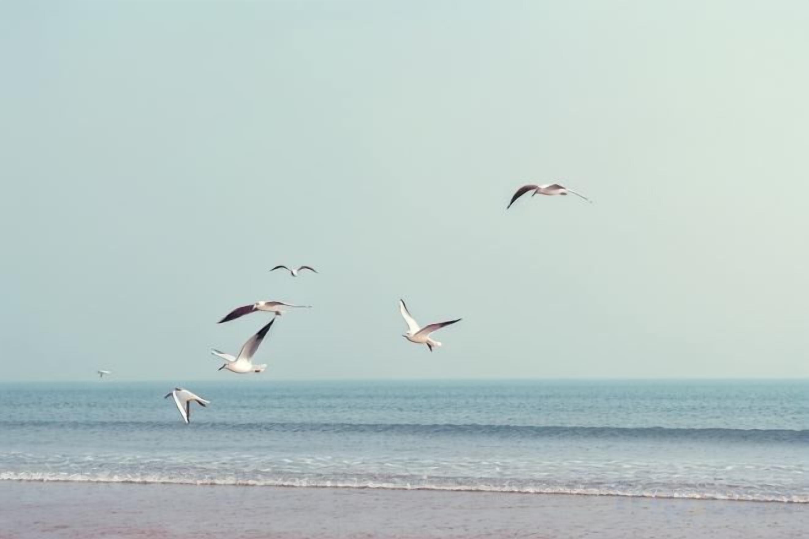 Una playa con aves volando sobre el agua.