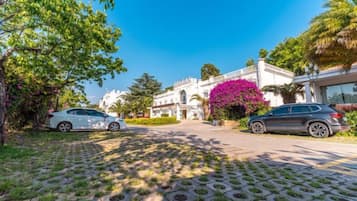 A paved driveway leading to a building with a white facade and a large pink flowering tree.