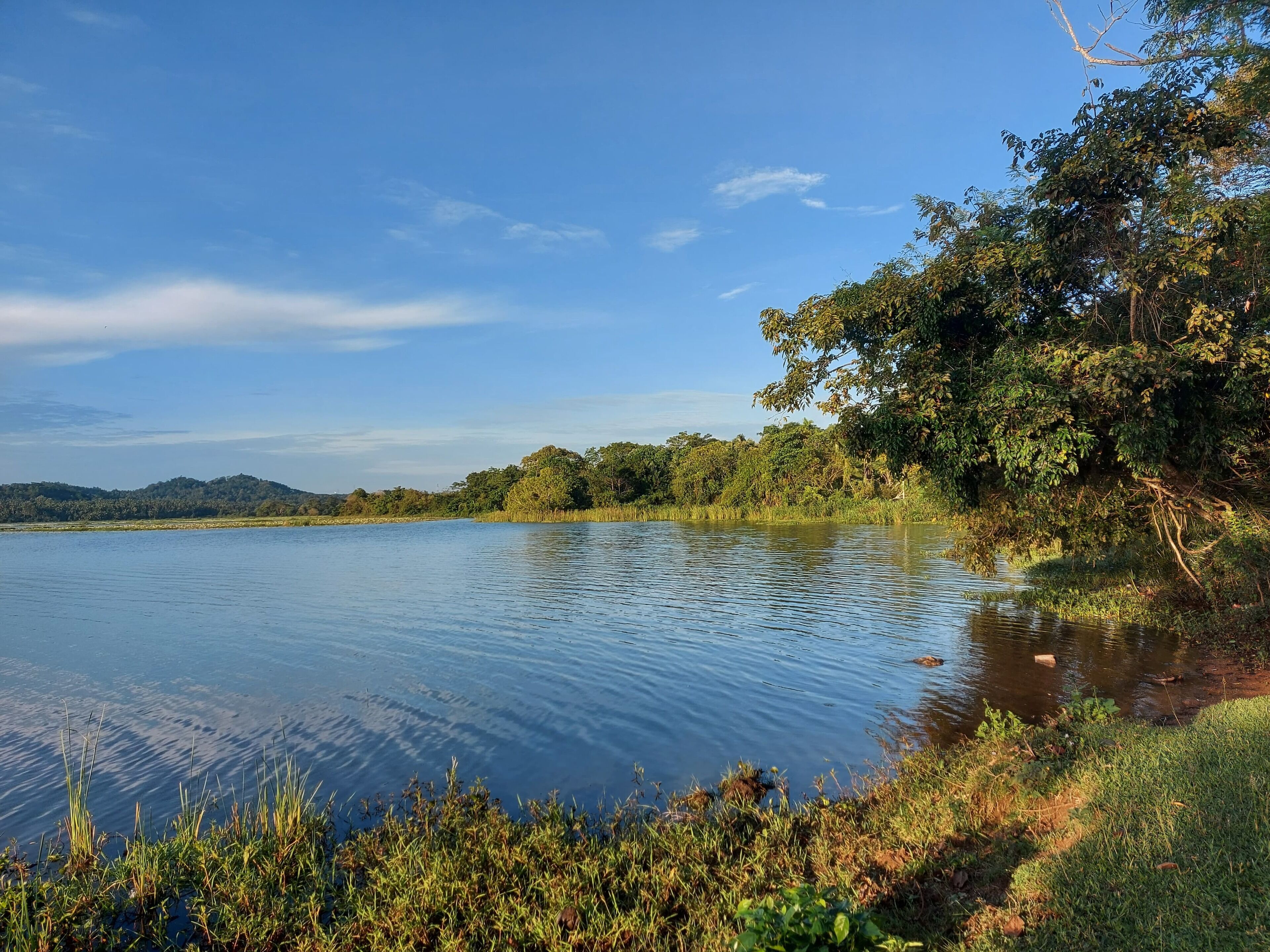 A calm lake with a grassy shoreline and trees.