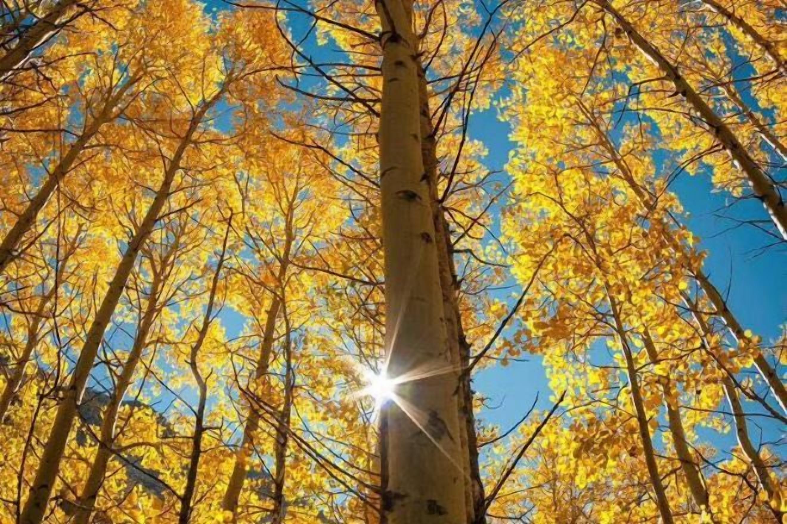 A tall tree with yellow leaves against a clear blue sky.