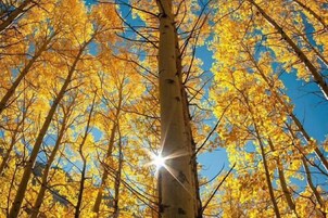 A tall tree with yellow leaves against a clear blue sky.
