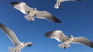 Seagulls flying over a sandy beach with the ocean in the background.