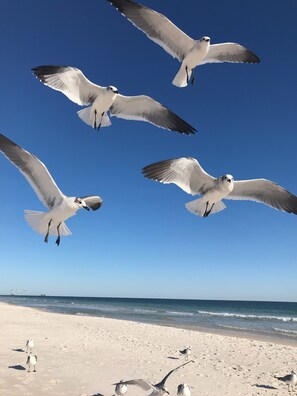 Liegestühle, Strandtücher