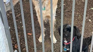 A dog behind a metal gate, with a patterned mat and a white object in the background. - Private King Studio | Near Domain & Apple (Austin)