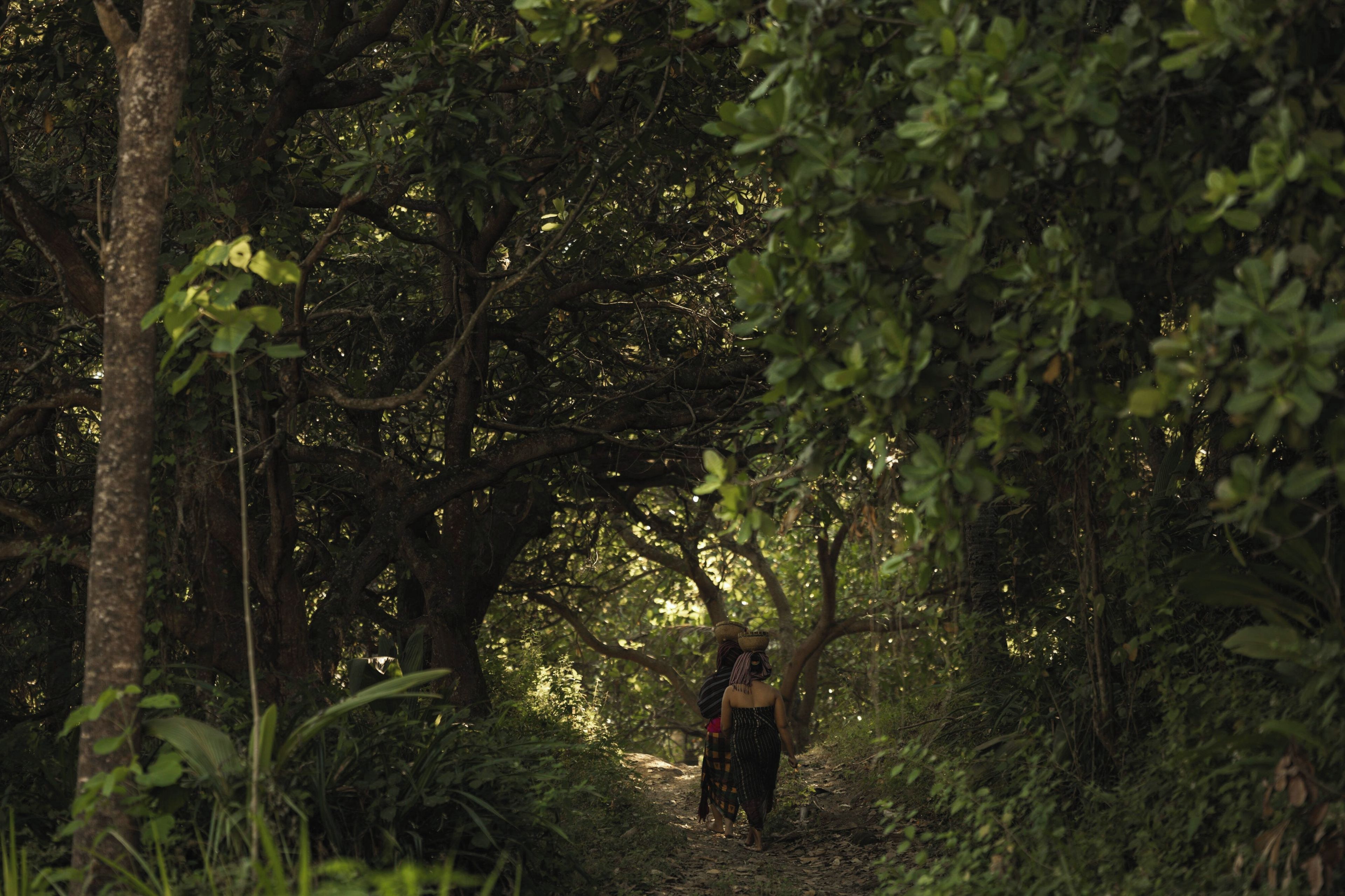 A narrow forest path with dense foliage on either side.