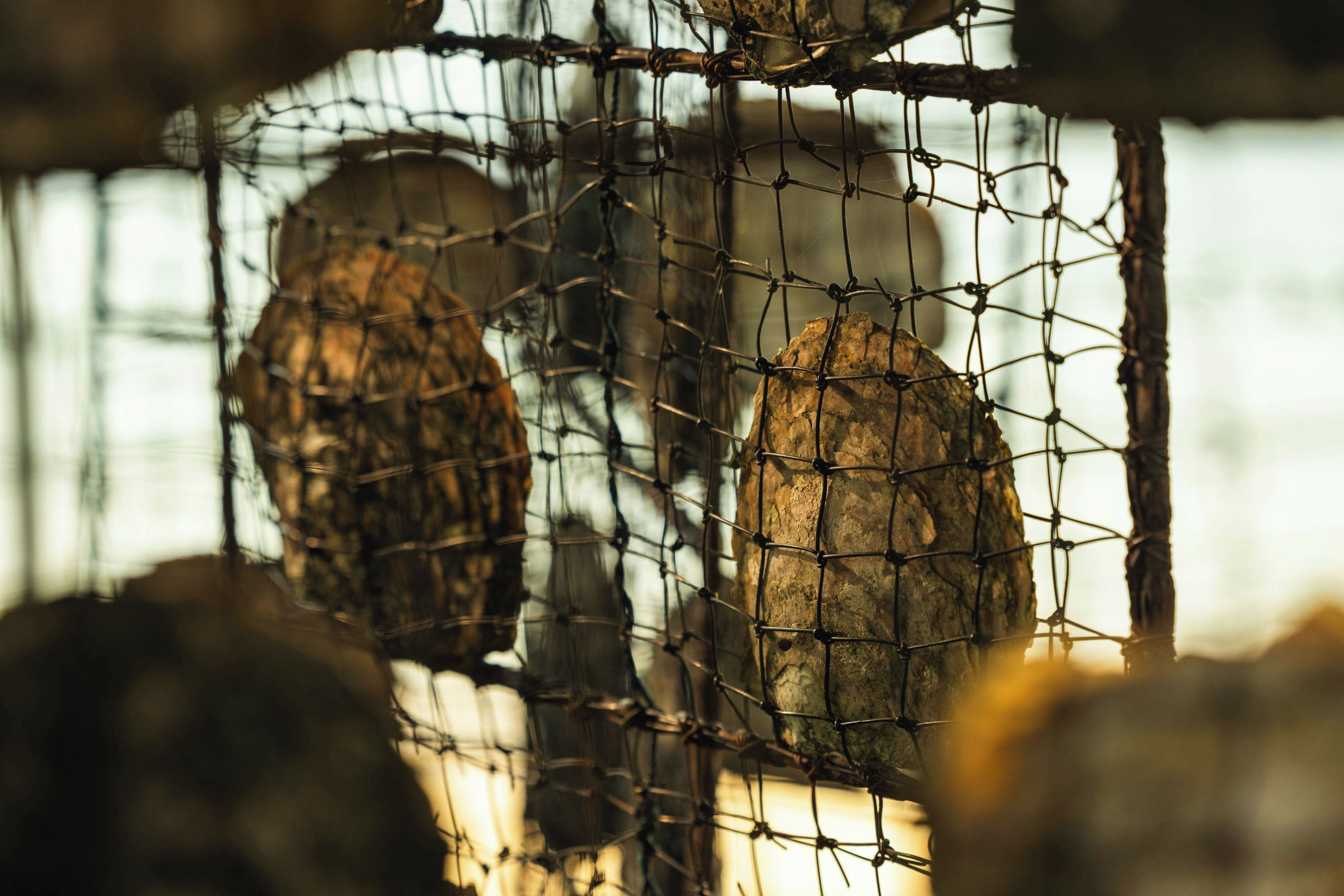 A close-up of a wire mesh enclosure with a rough, textured surface.