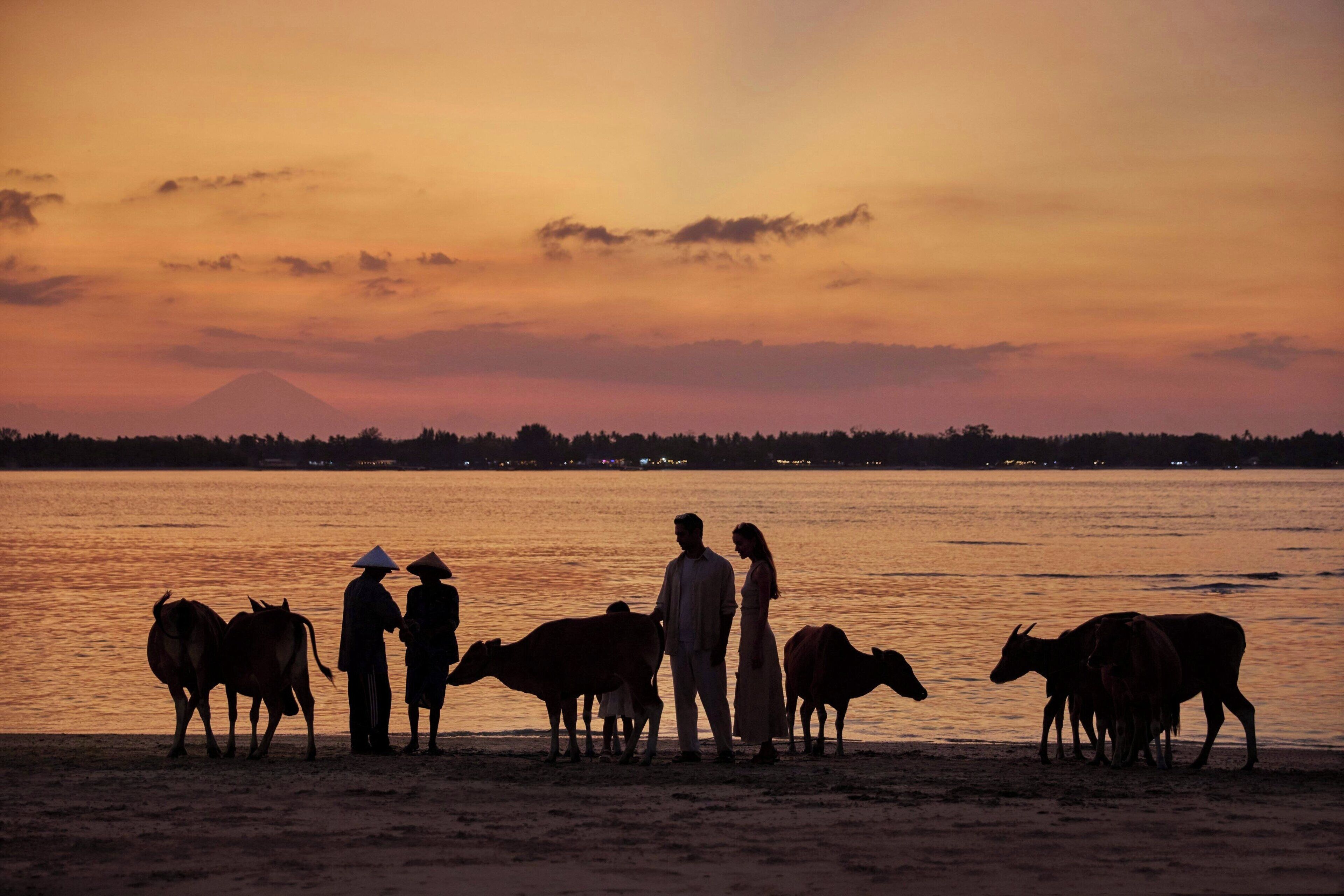 A sunset over a body of water with people and cattle on the shore.