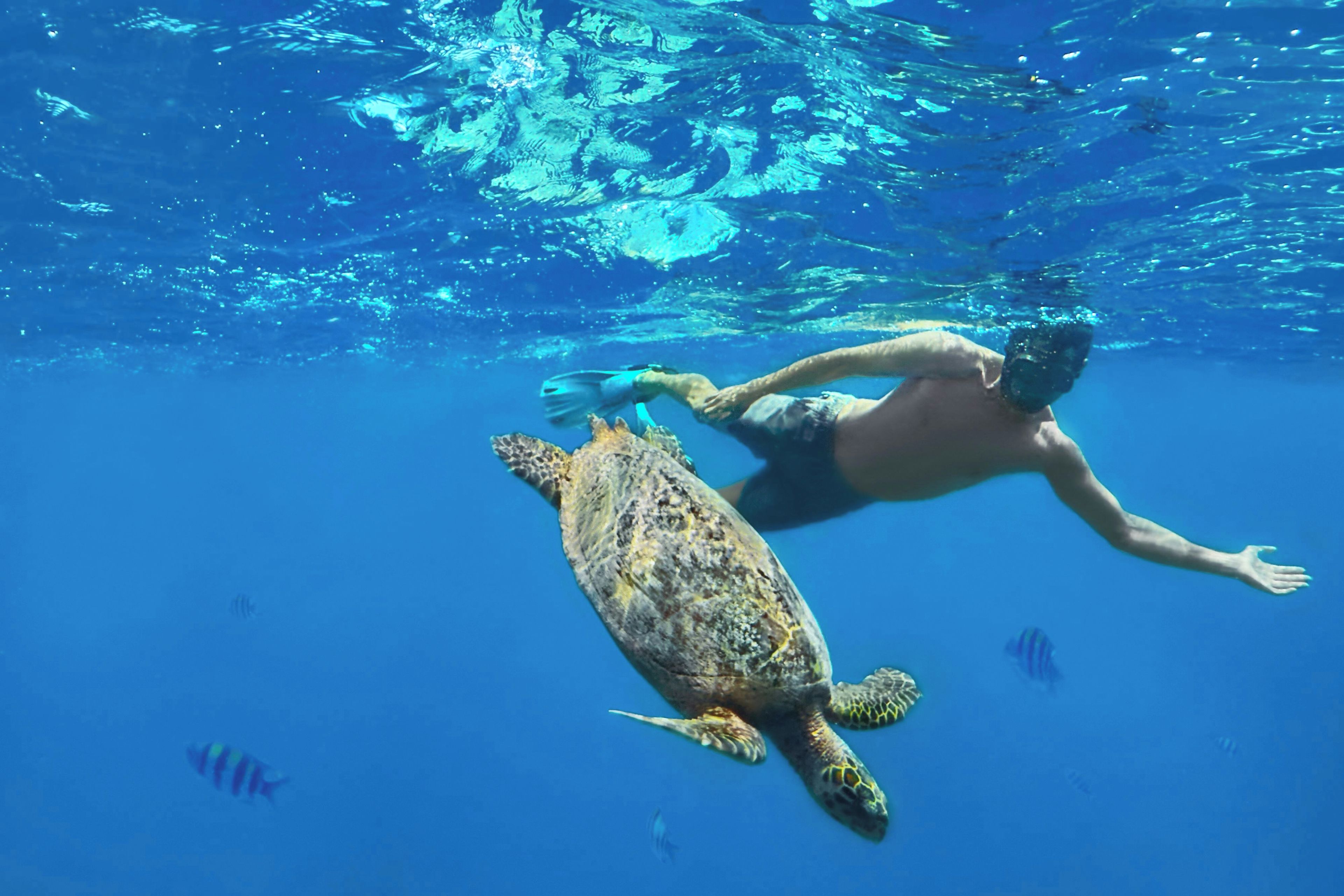 A person swimming with a sea turtle in clear blue water.