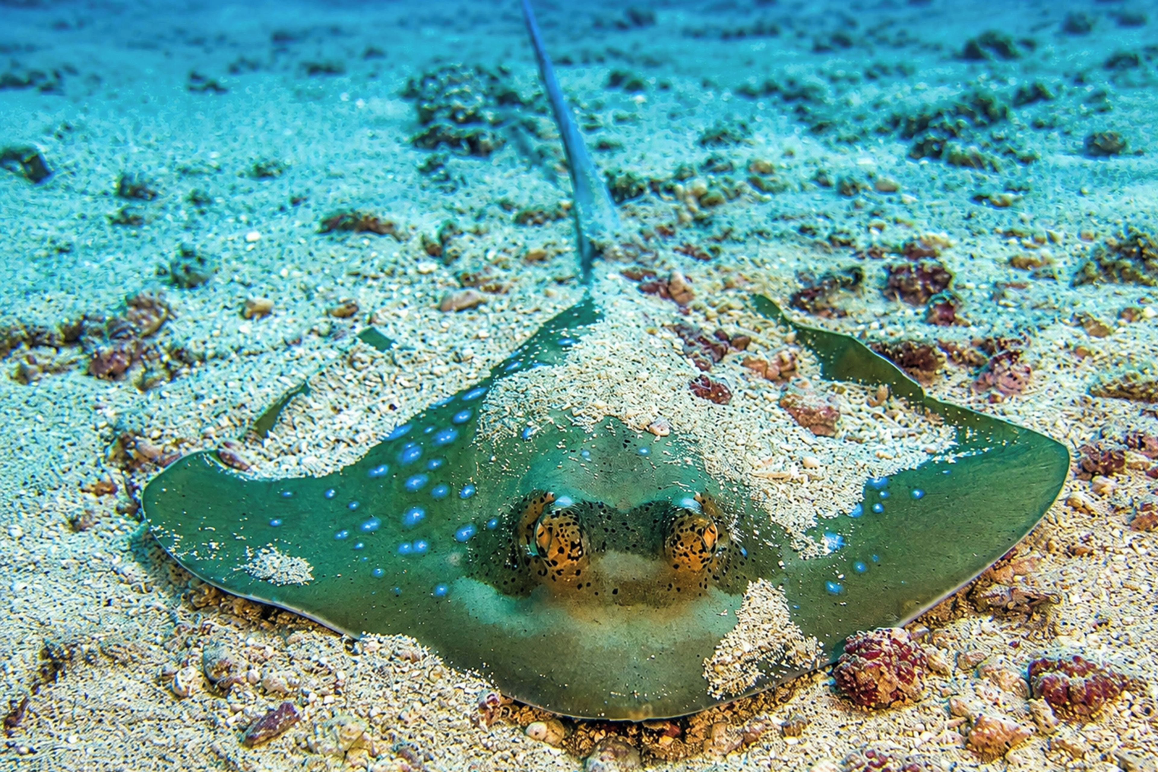 Eine Rochensicht am sandigen Meeresgrund, übersät mit Muscheln und marinem Treibgut.