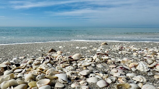 A beach with a variety of seashells scattered across the pebbly shore. - Charming Longboat Key Bungalow minutes from beaches, restaurants, parks (Longboat Key)