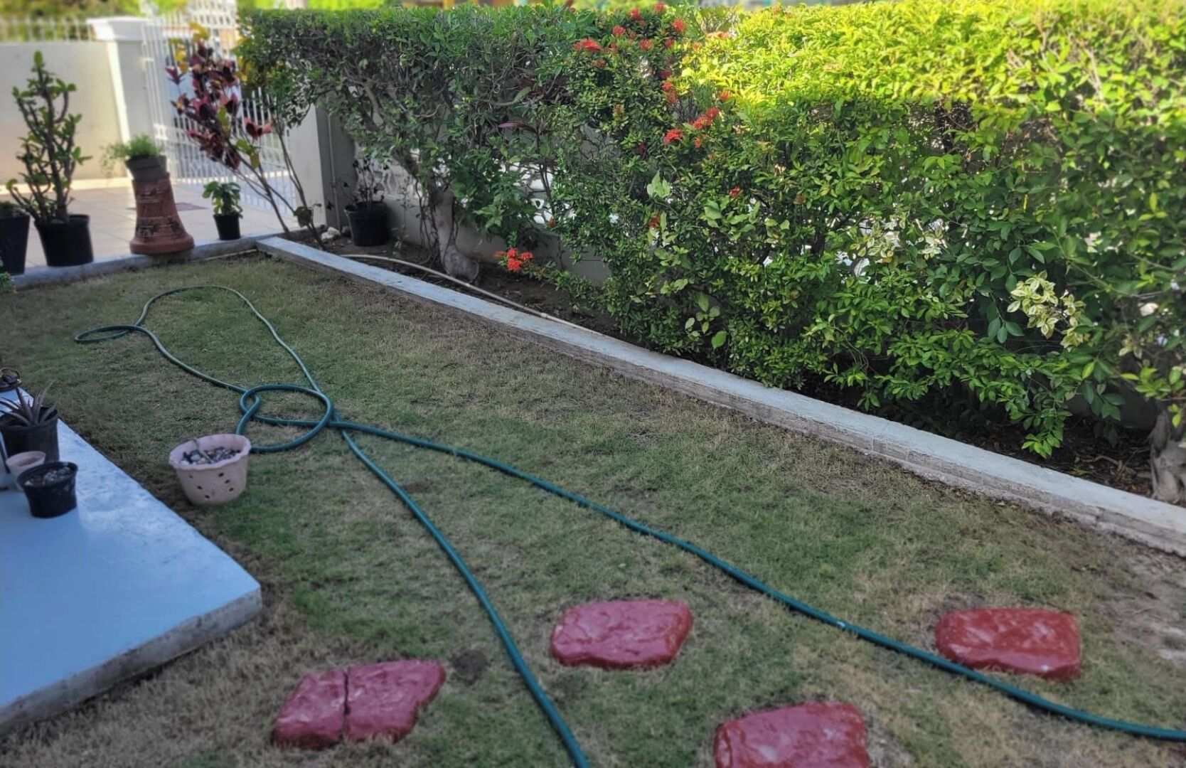 Un jardín con césped, plantas en macetas y una manguera.