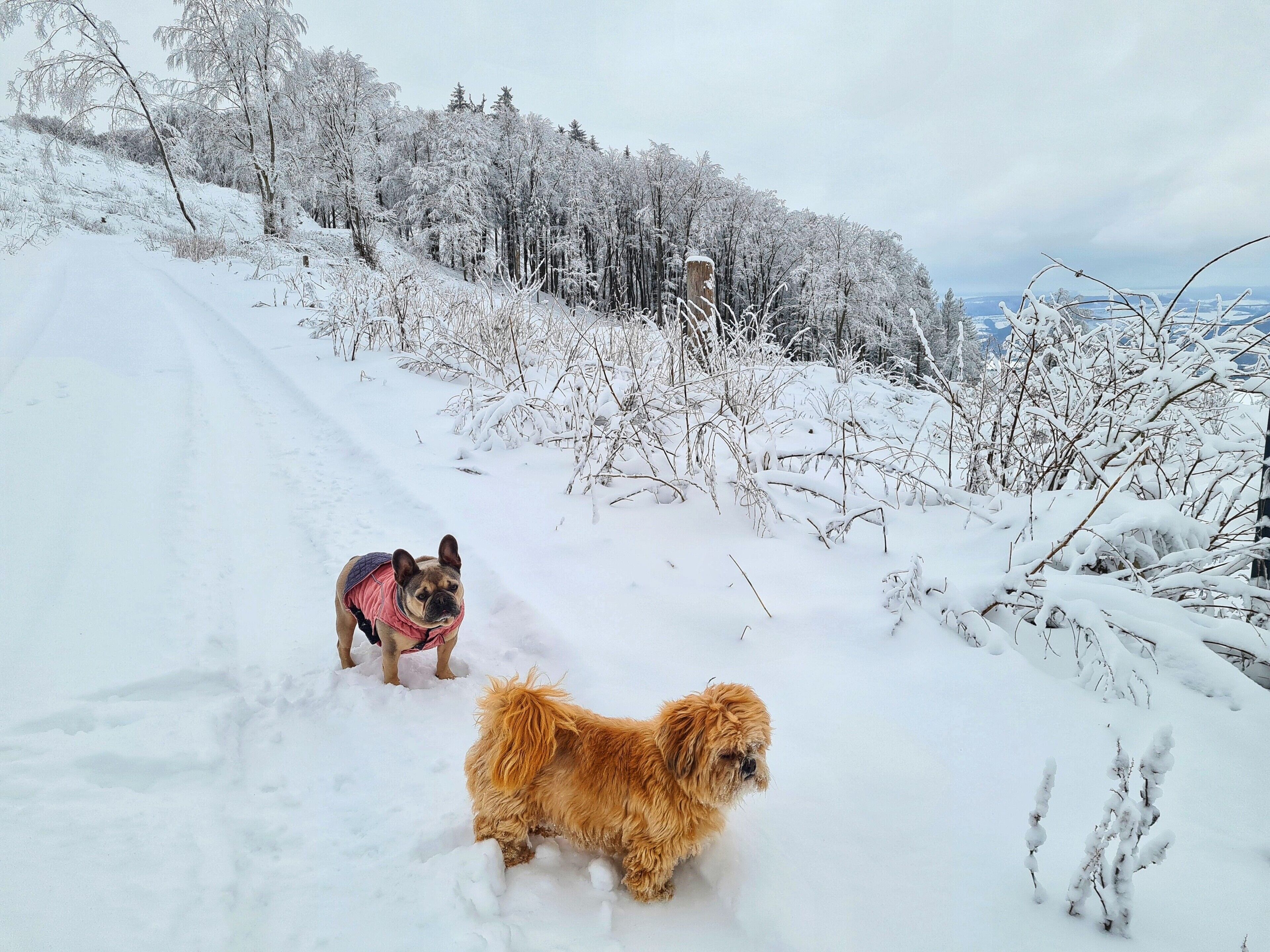 Un paisaje nevado con árboles y un perro.