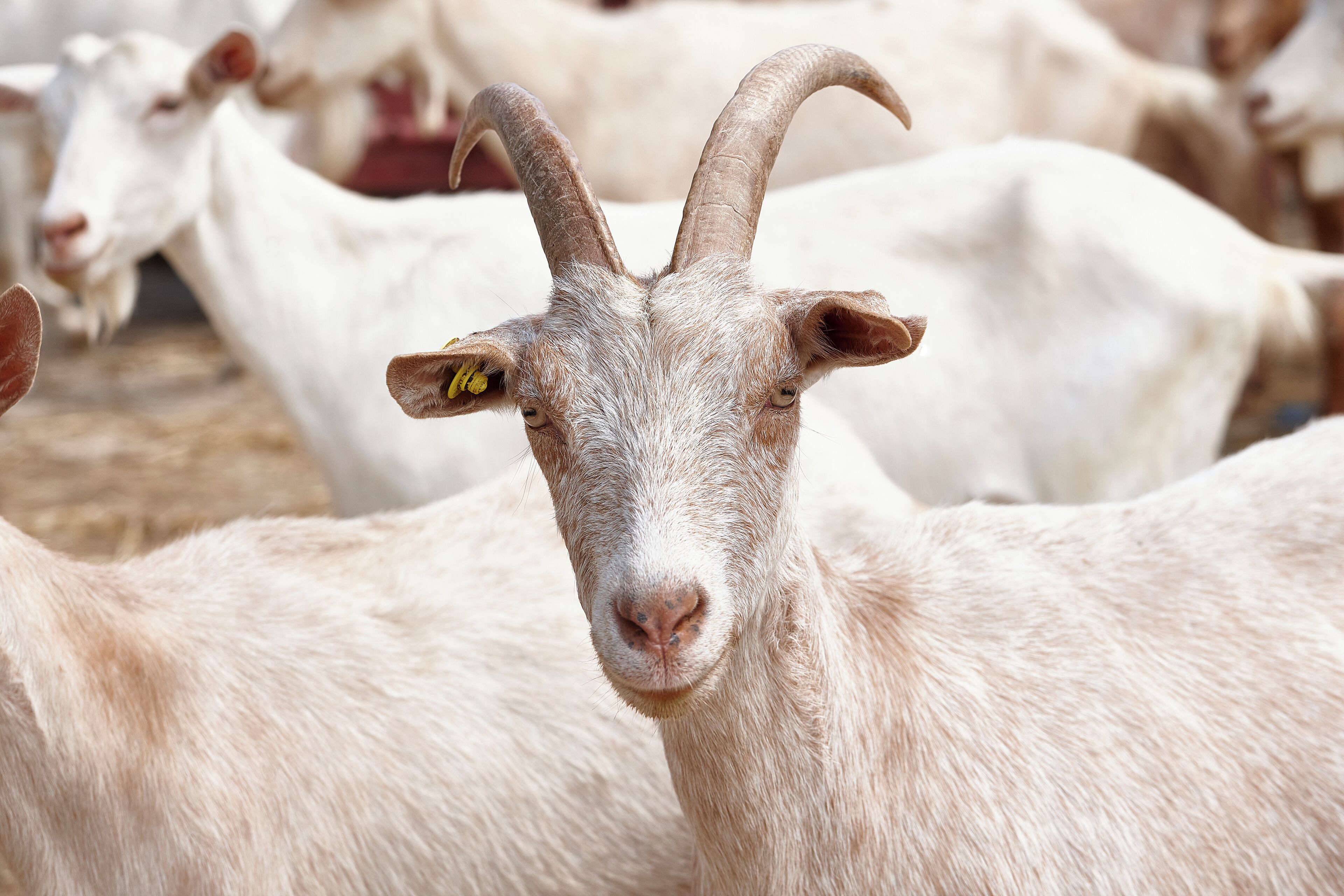 Primer plano de una cabra con cuernos destacados, rodeada de otras cabras en un corral.