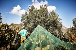 Exterior - agriturismo i moresani (Casal Velino)