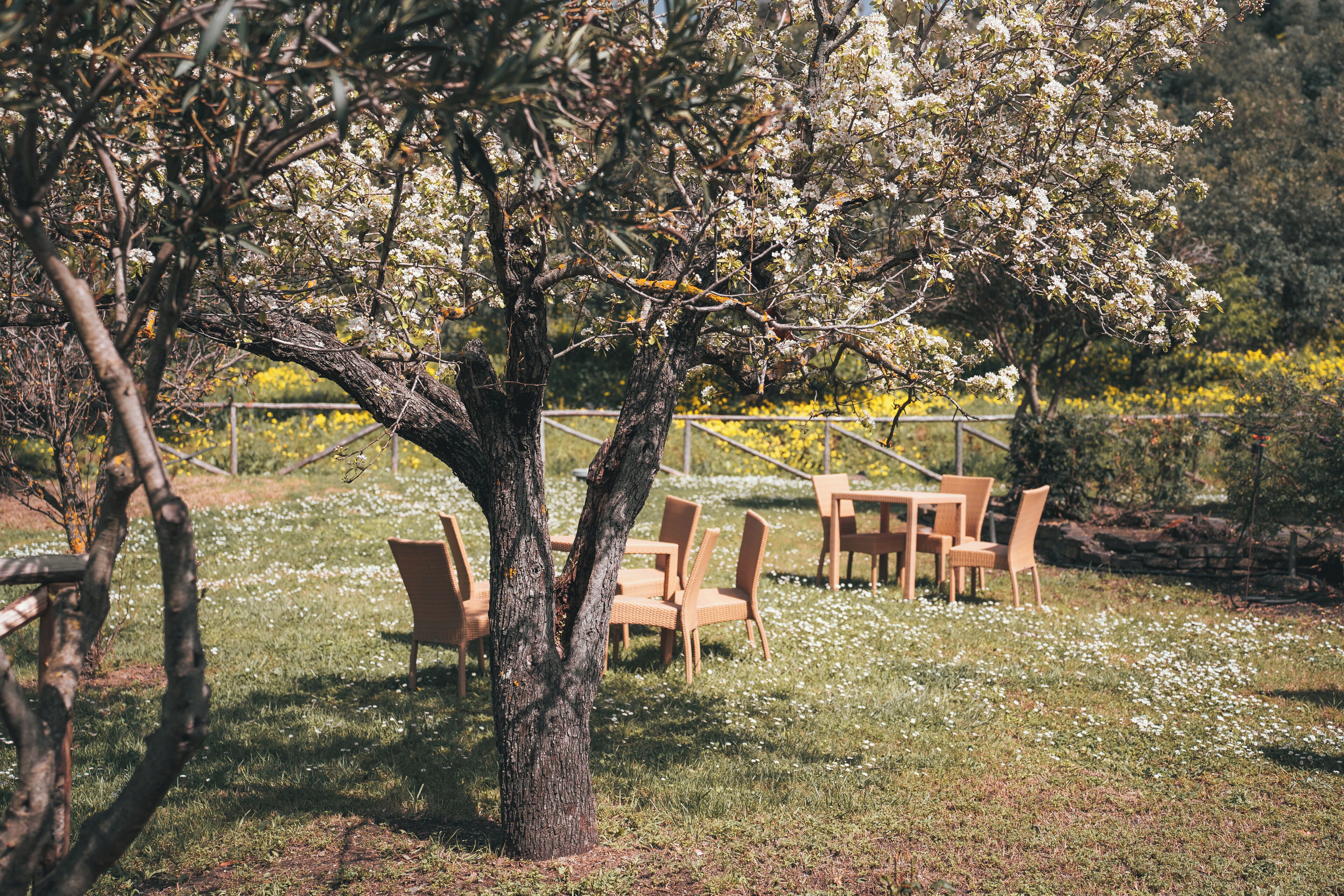 Un árbol con flores blancas, una mesa con sillas y una zona de césped con flores amarillas.