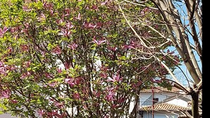 A tree with pink flowers and green leaves in front of a building with a tiled roof. - The Umbrella Cat - Lake Maggiore (Carpugnino)