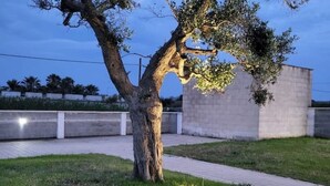 A tree in a landscaped area with a paved walkway and a concrete wall in the background. - Apulia Sea Punta Prosciutto (Punta Prosciutto)