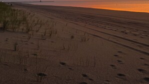 A beach with a sunset, a pier in the distance, and sparse vegetation.