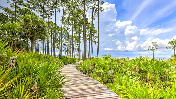 A wooden boardwalk surrounded by lush green vegetation and tall trees. - Beach & Pool Access: Peaceful St Teresa House (Carrabelle)