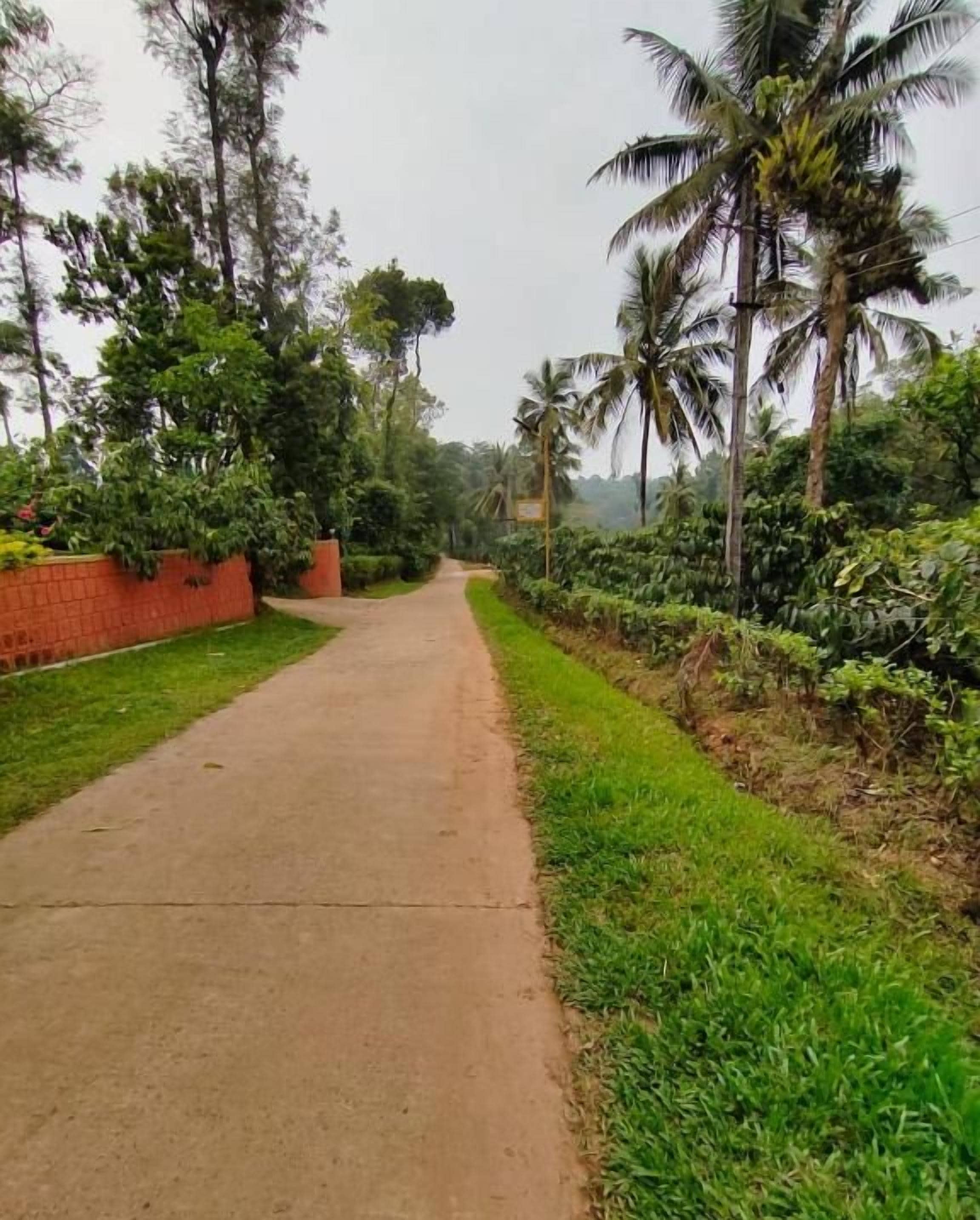Un sentier pavé bordé d’une végétation luxuriante et de palmiers.