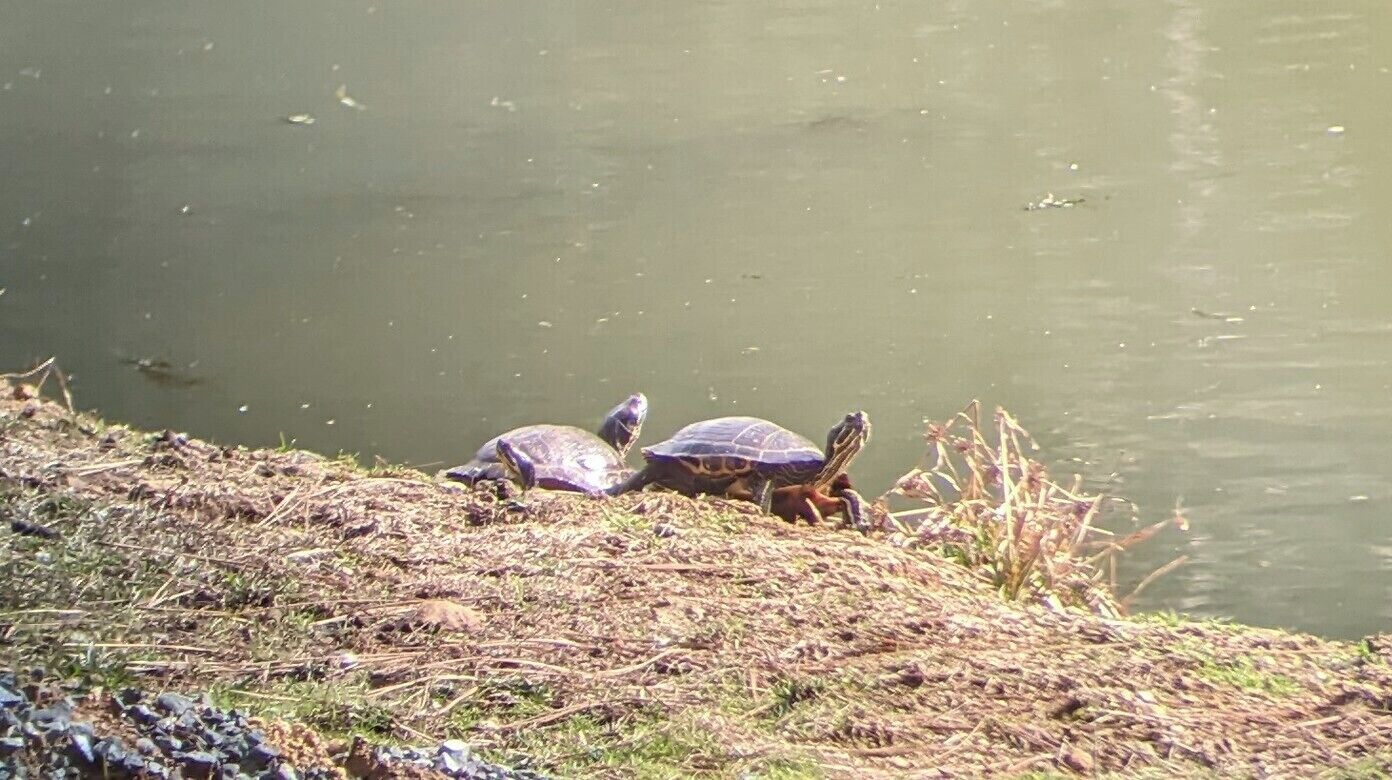 Zwei Schildkröten am Ufer einer Wasserfläche.