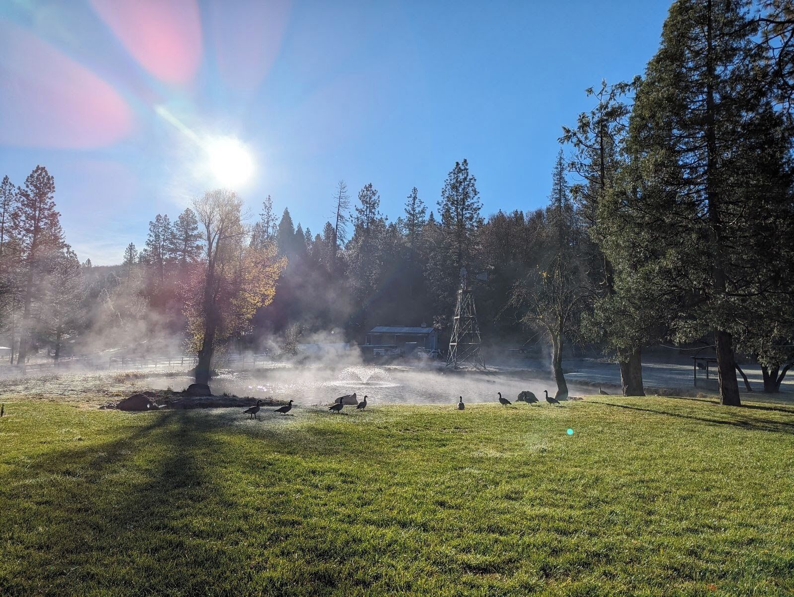A park with a pond, trees, and steam rising from the water.