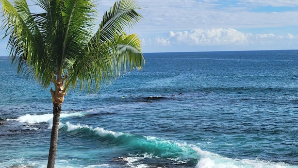 Un palmier au bord d'une côte rocheuse, avec des vagues déferlant sur l'océan.