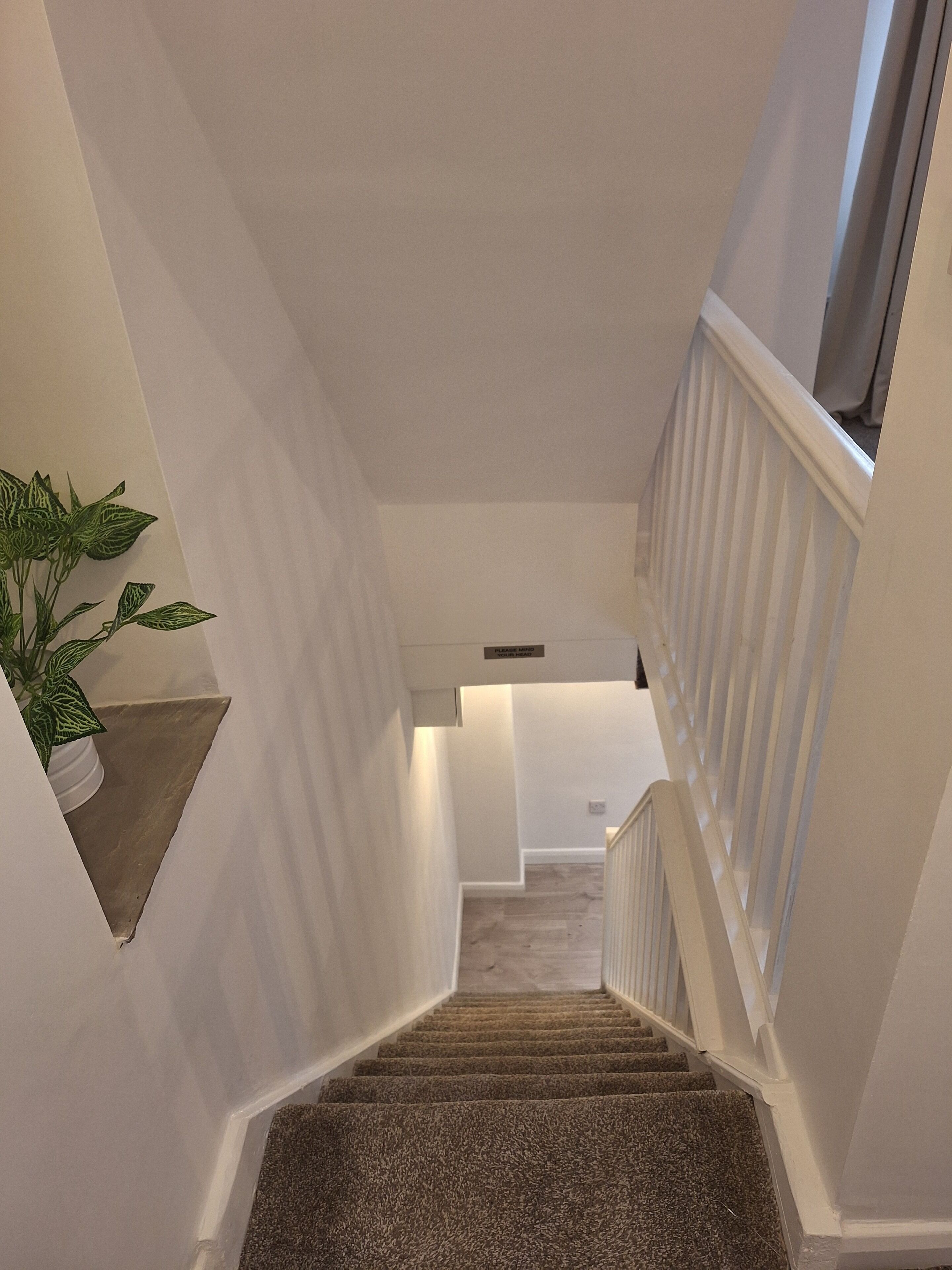 Un escalier dont les marches sont recouvertes de moquette, avec des murs blancs et un pot de fleurs placé sur le côté gauche.