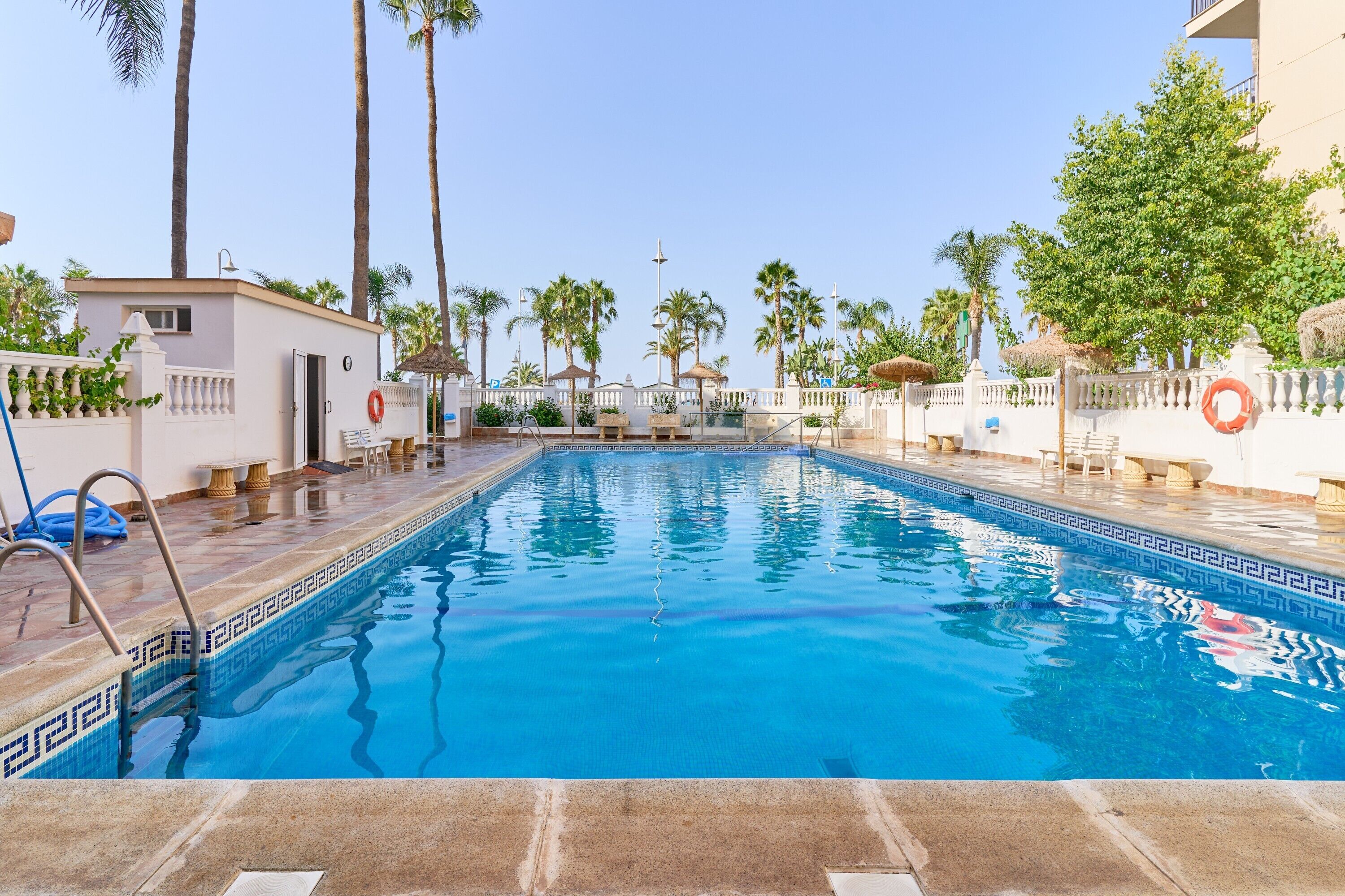 A swimming pool with a tiled edge, surrounded by palm trees and a white fence.