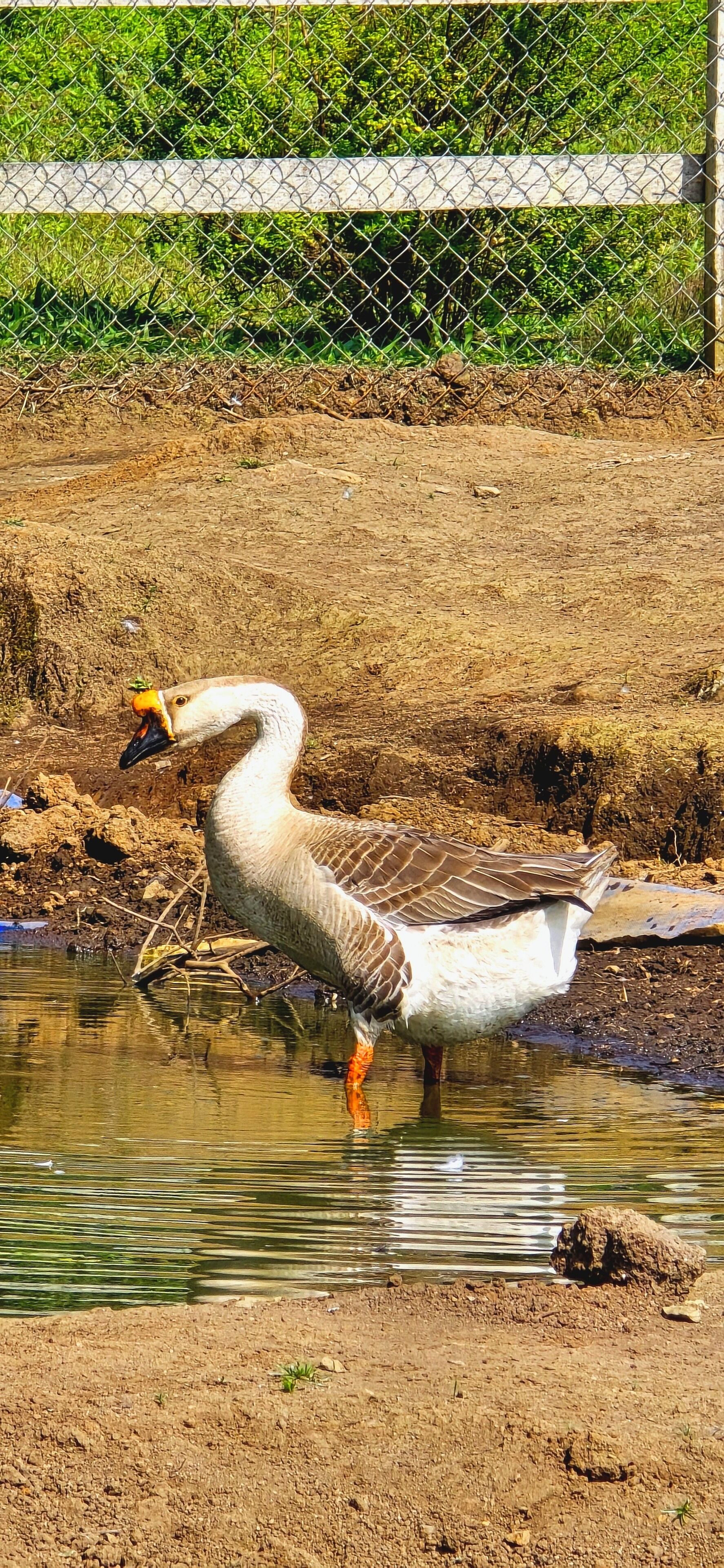 Un cygne se tient dans une étendue d’eau, avec une clôture et de la végétation en arrière-plan.