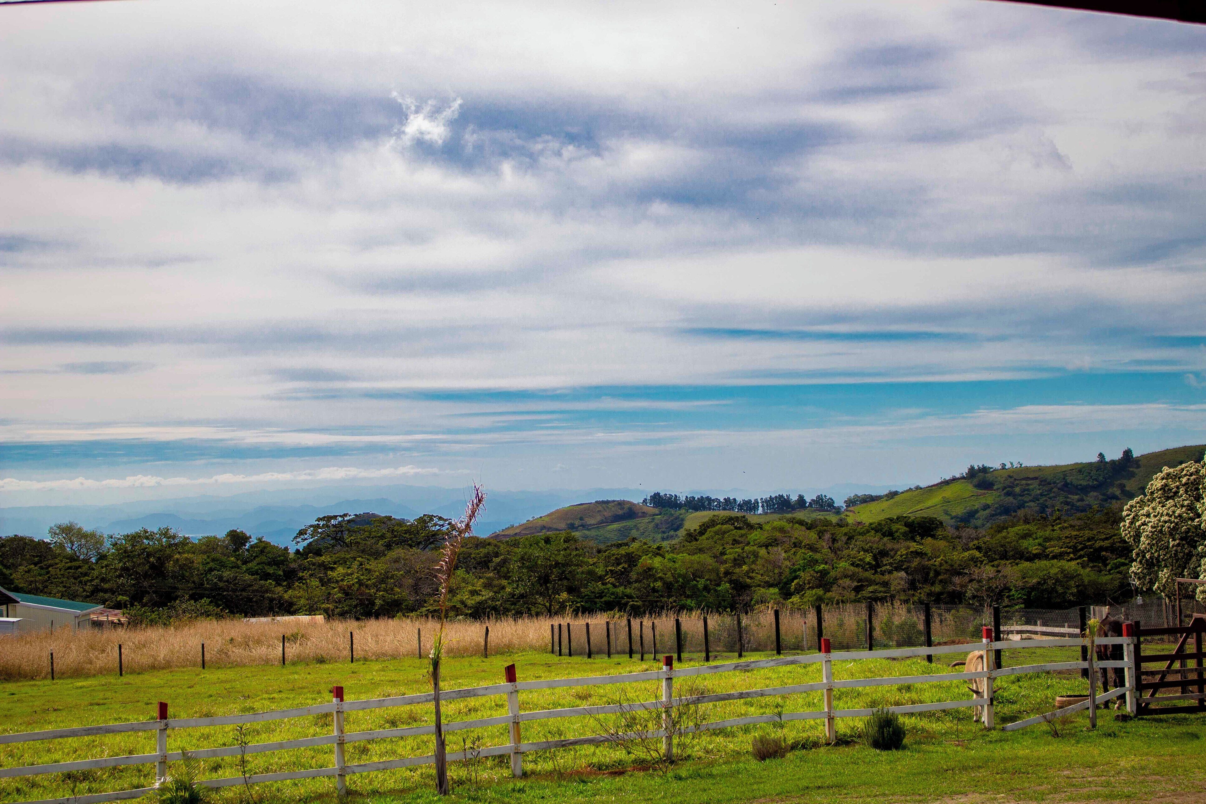 A fenced pasture with a white fence, a gate, and a tree in the background.