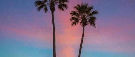 ビーチ